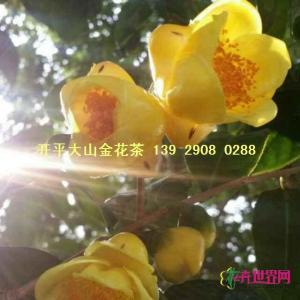 金花茶