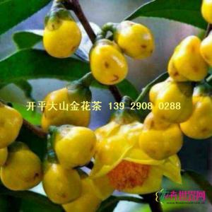 金花茶