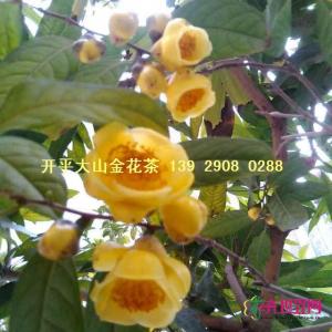 金花茶