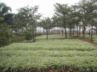 银边草